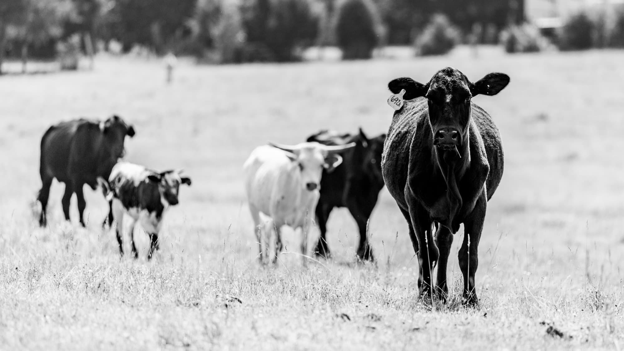 Cattle grazing on open pasture in Moore County, North Carolina