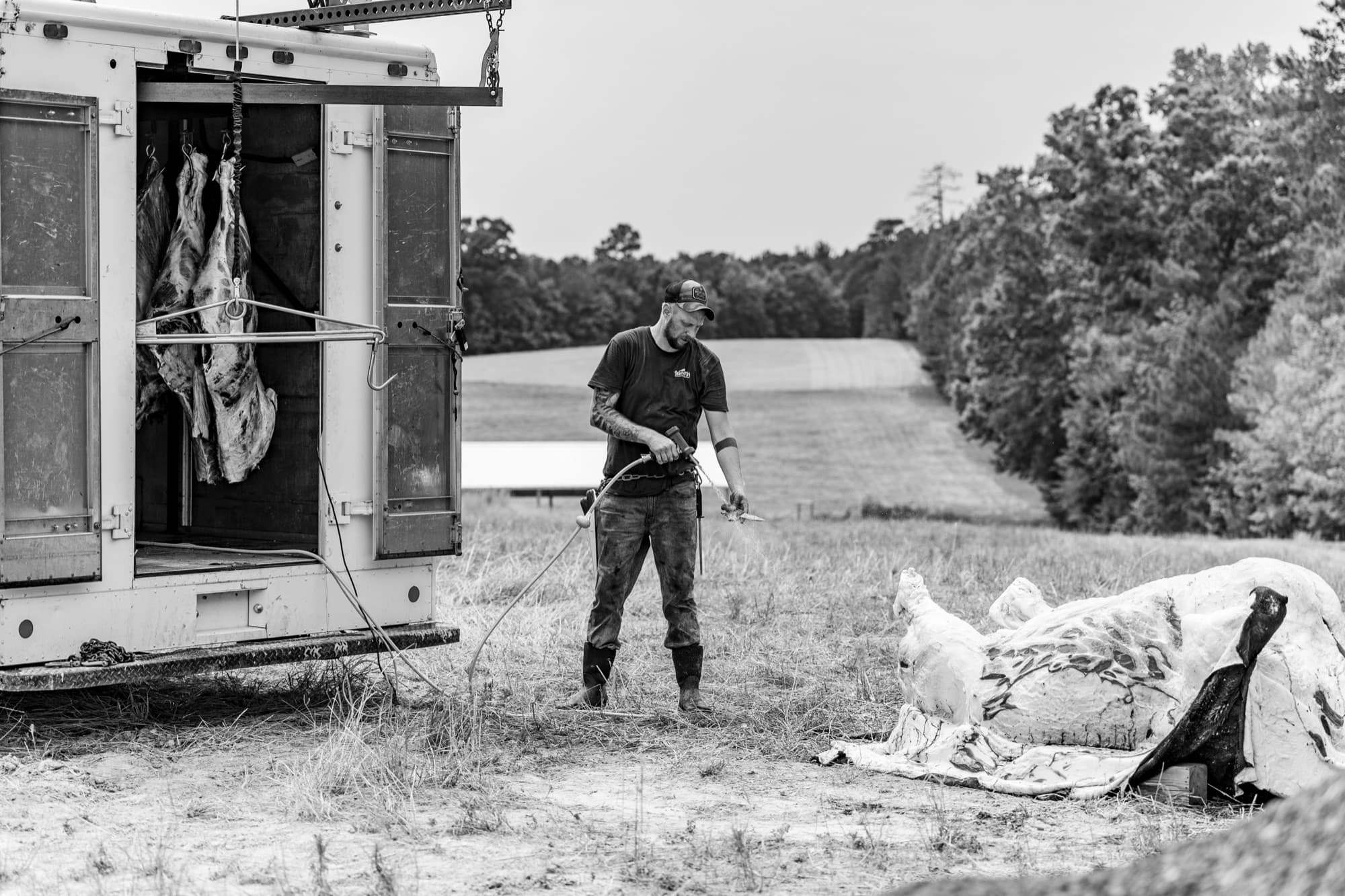 A Beauvette's butcher rinsing a hide beside the cooler trailer during an on-farm harvest